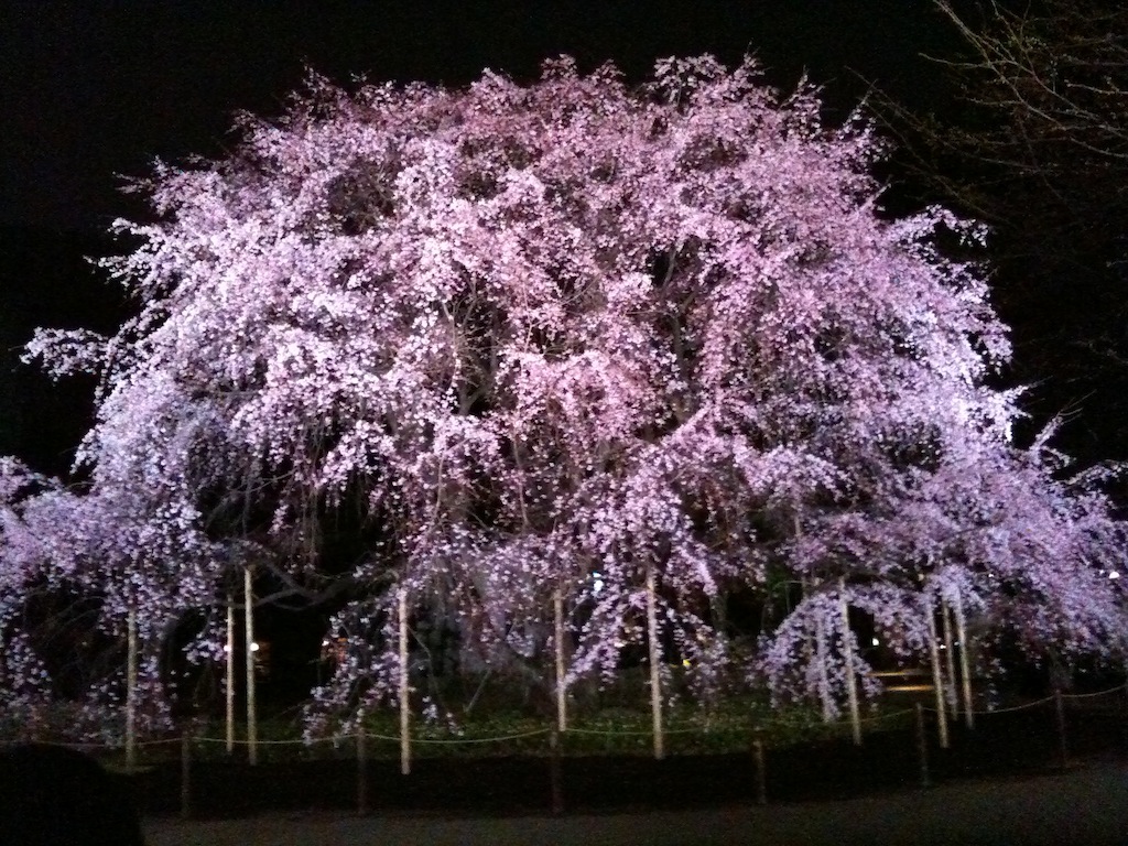 🌸もうすぐ春ですね～🌸